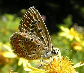 Lysandra bellargus?